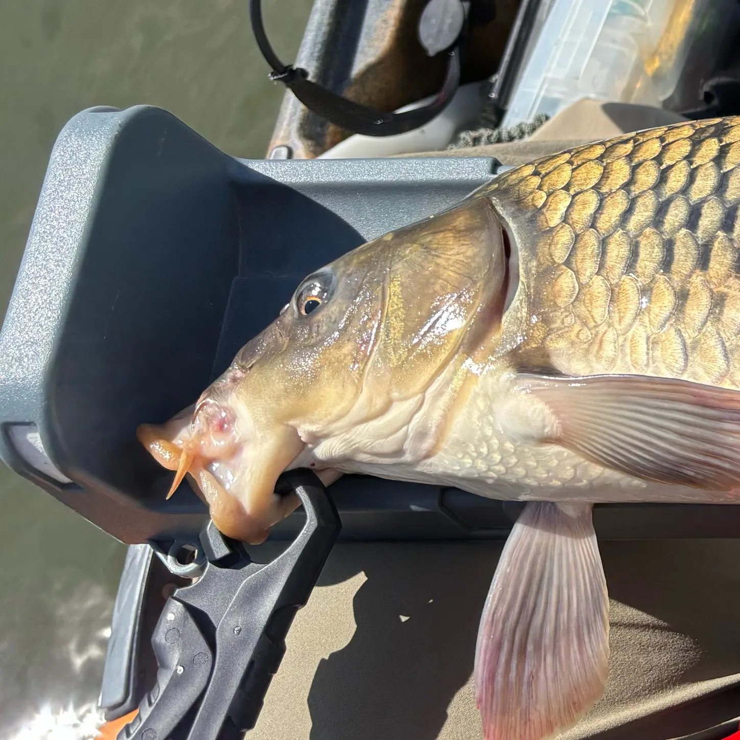 Common carp caught on Fishbrain