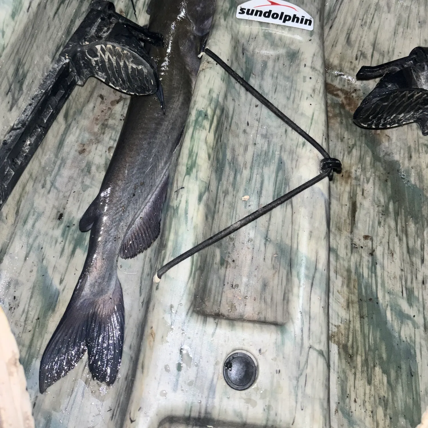 Channel catfish caught on Fishbrain