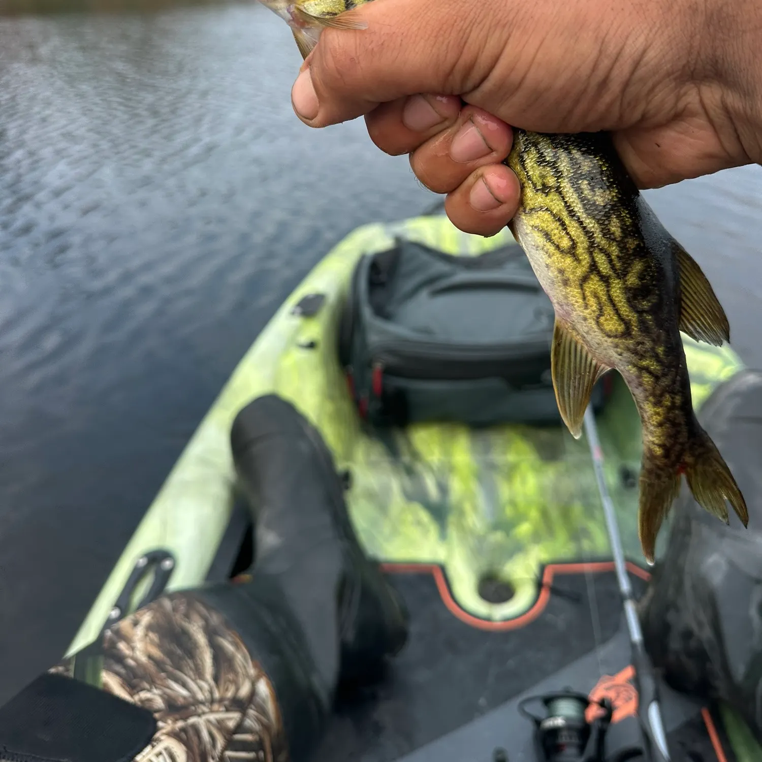 Chain pickerel caught on Fishbrain