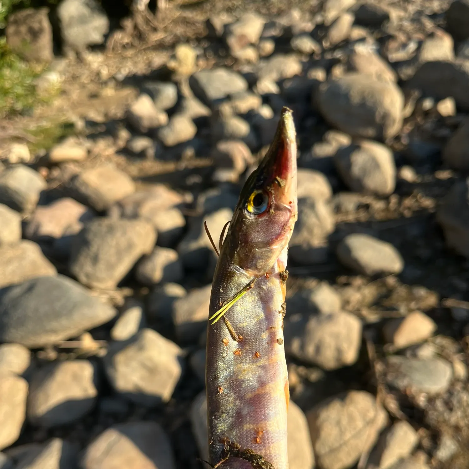 Northern pike caught on Fishbrain