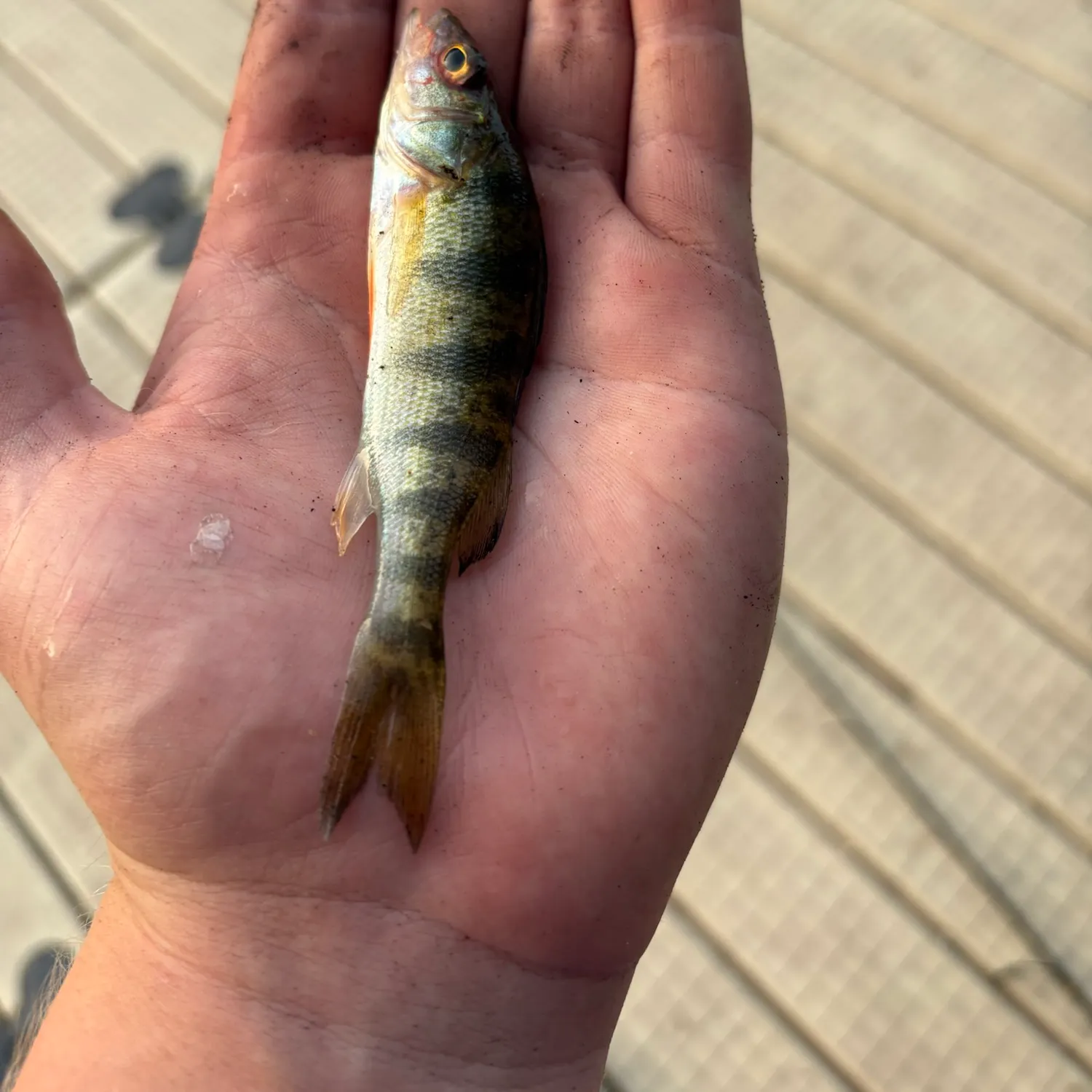 Yellow perch caught on Fishbrain