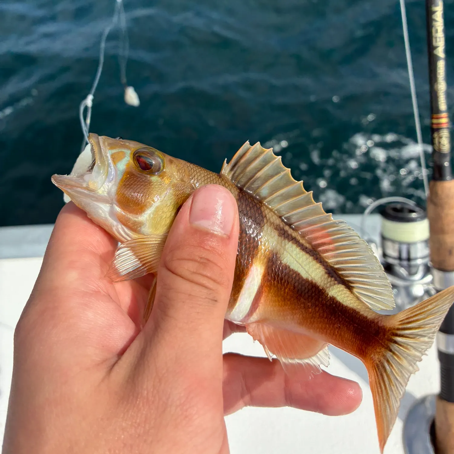 The most recent Red hind grouper catches on Fishbrain
