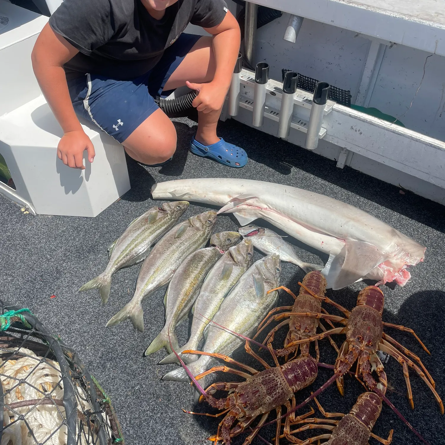 The most recent Striped trumpeter catches on Fishbrain