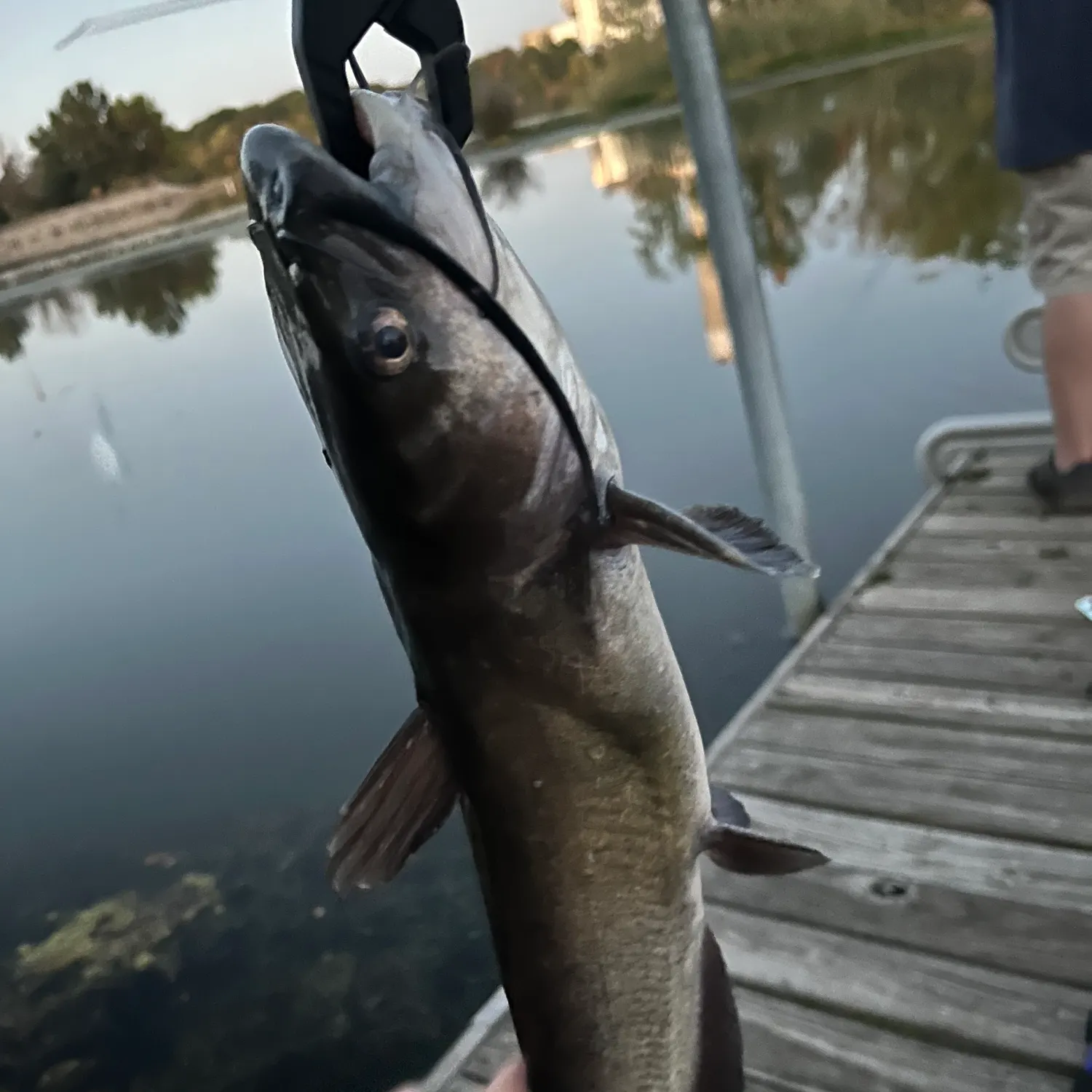 Channel catfish caught on Fishbrain