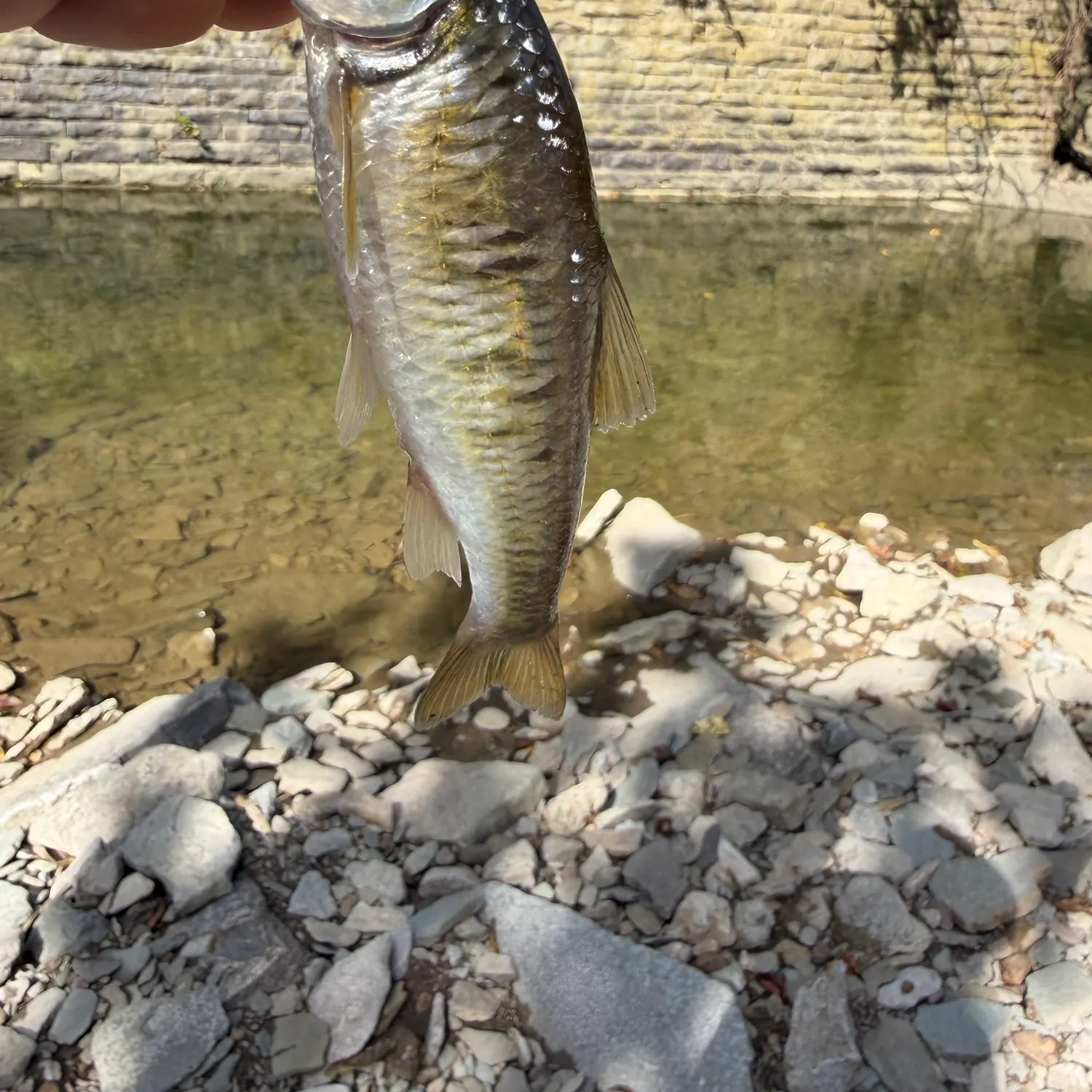Striped shiner caught on Fishbrain