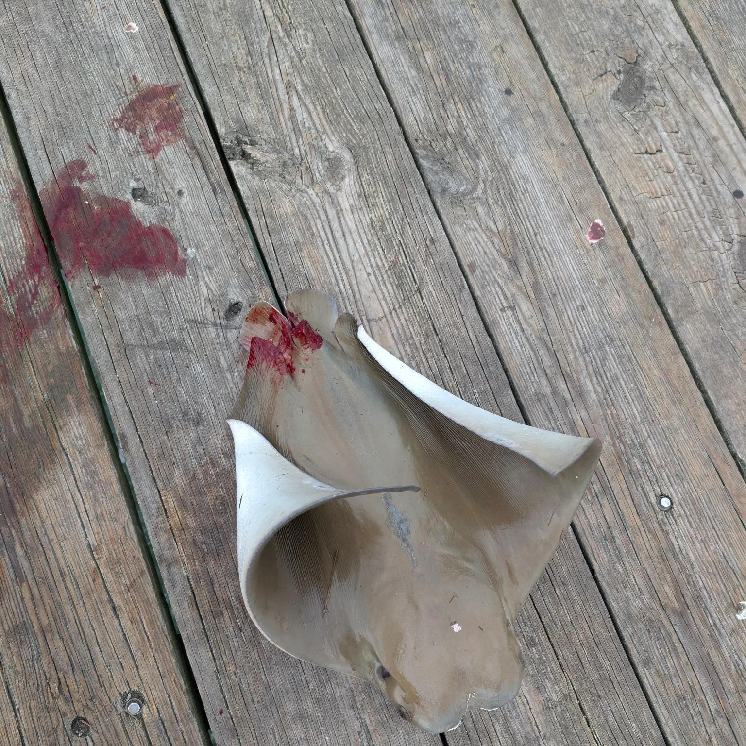 Cownose Ray caught on Fishbrain