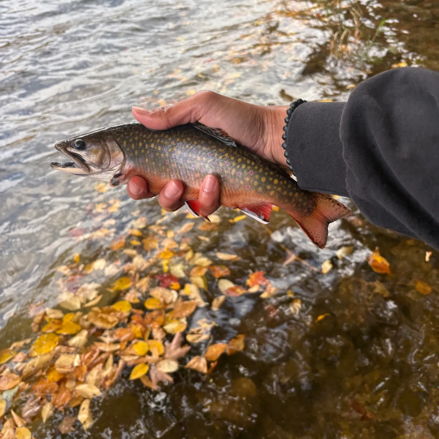 Brook trout caught on Fishbrain