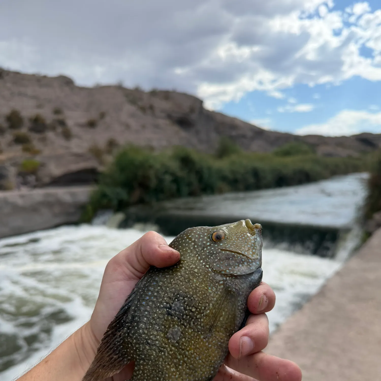 Rio Grande cichlid caught on Fishbrain