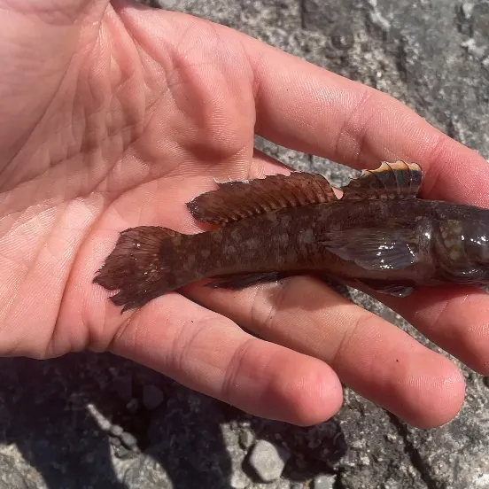 The most recent Rock goby catches on Fishbrain