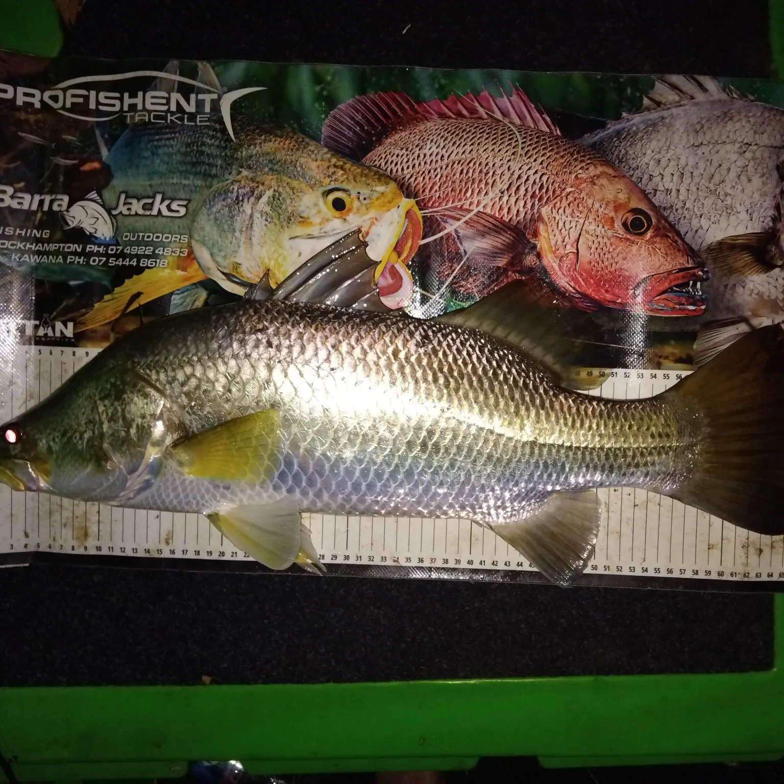 The most recent Barramundi catches on Fishbrain