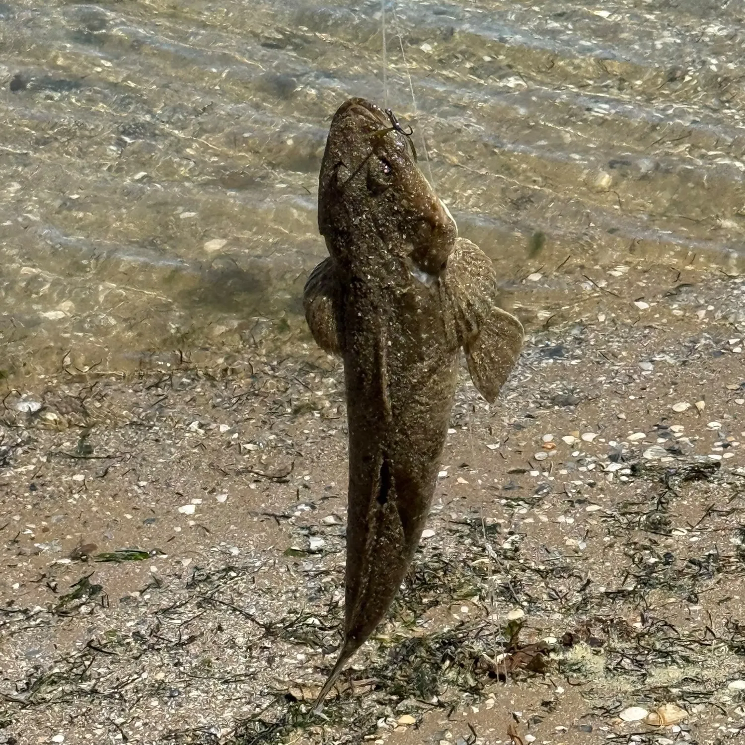 Fish caught on Fishbrain