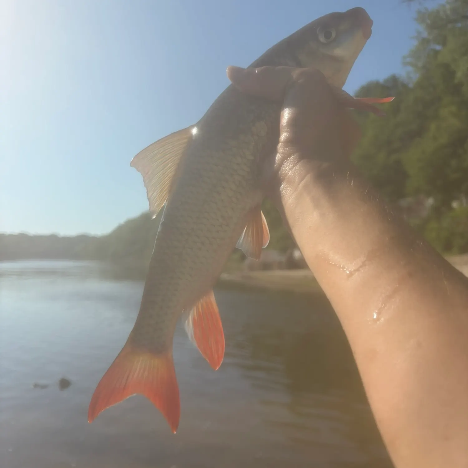 The most recent Shorthead redhorse catches on Fishbrain