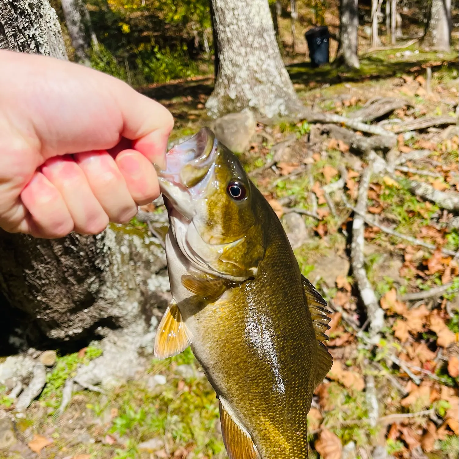 Smallmouth bass caught on Fishbrain