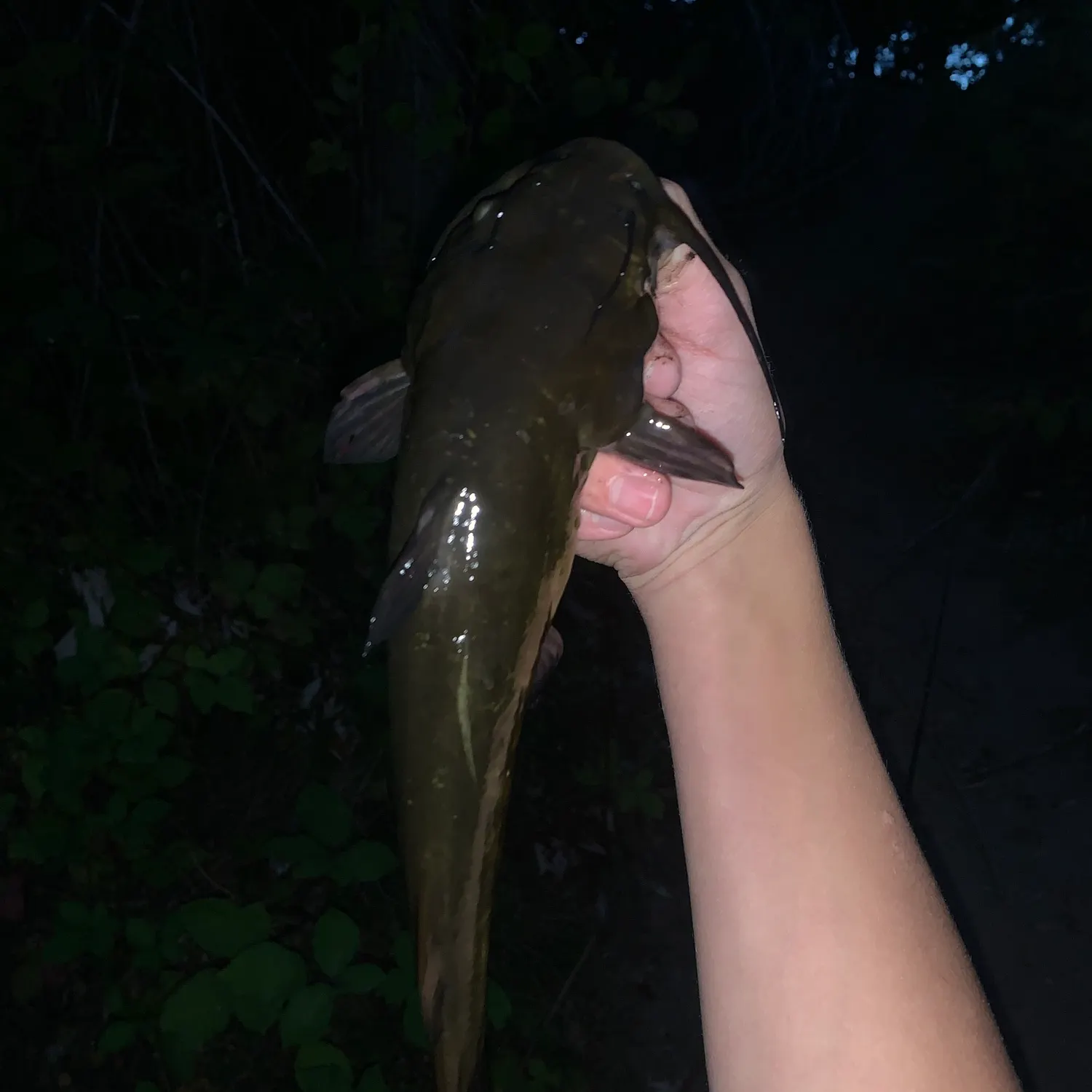 Black bullhead caught on Fishbrain