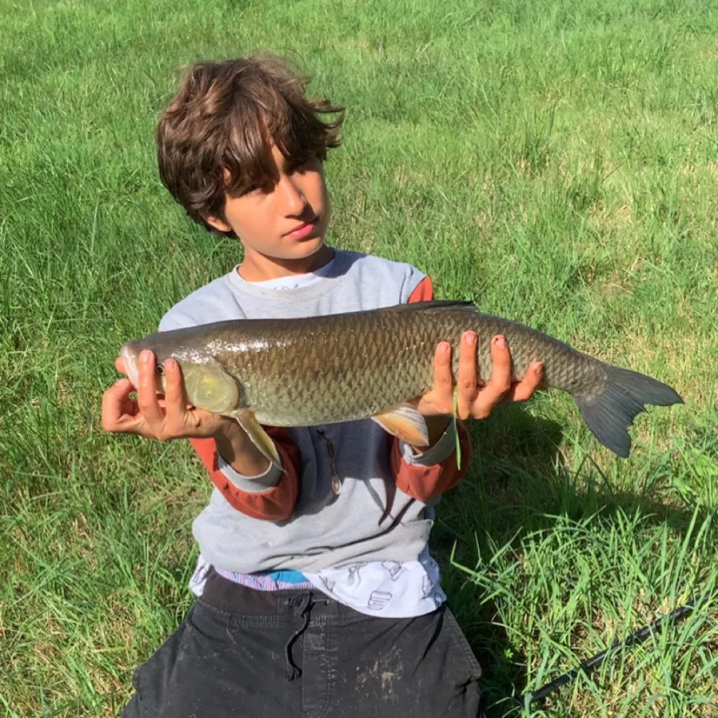 Grass carp caught on Fishbrain