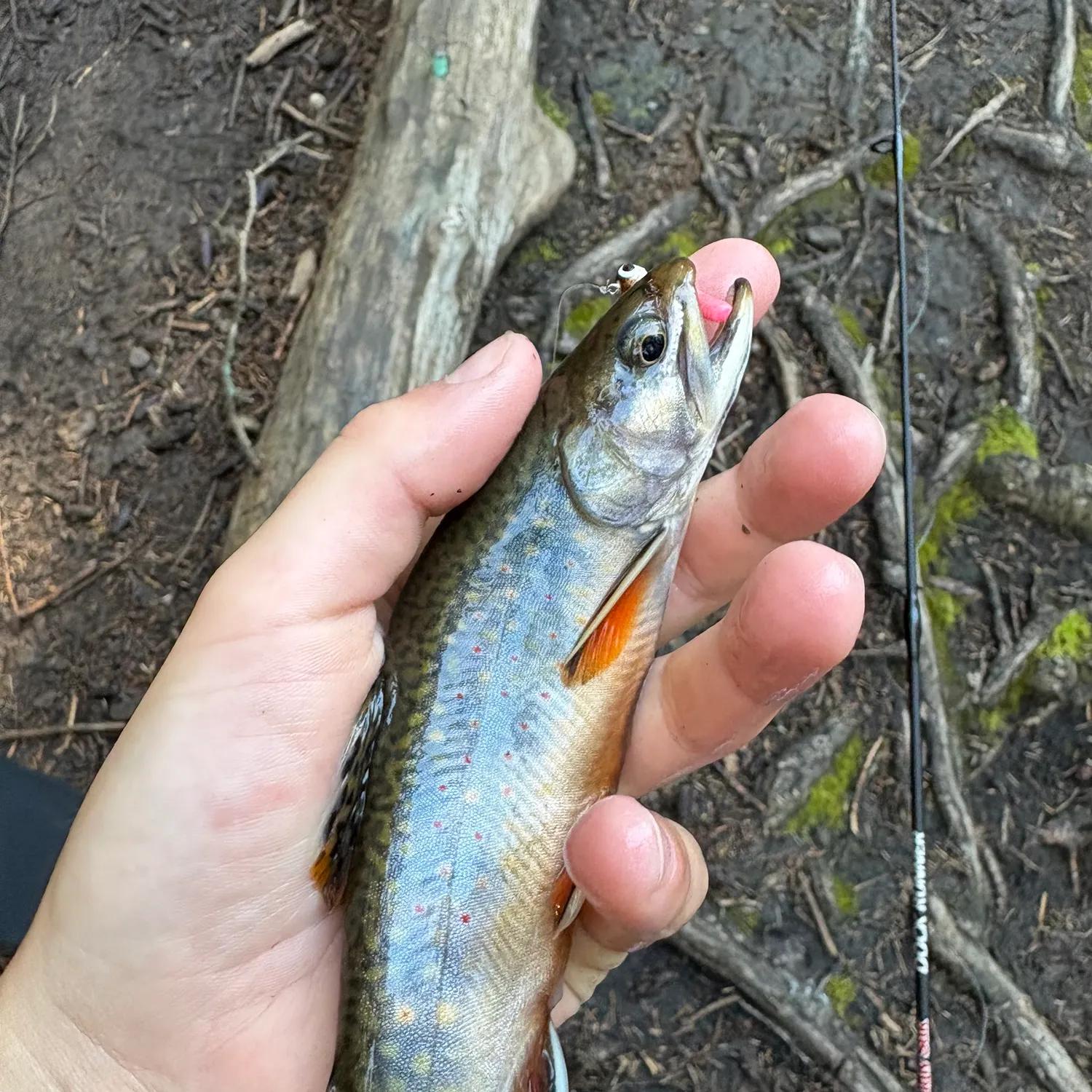 Brook trout caught on Fishbrain