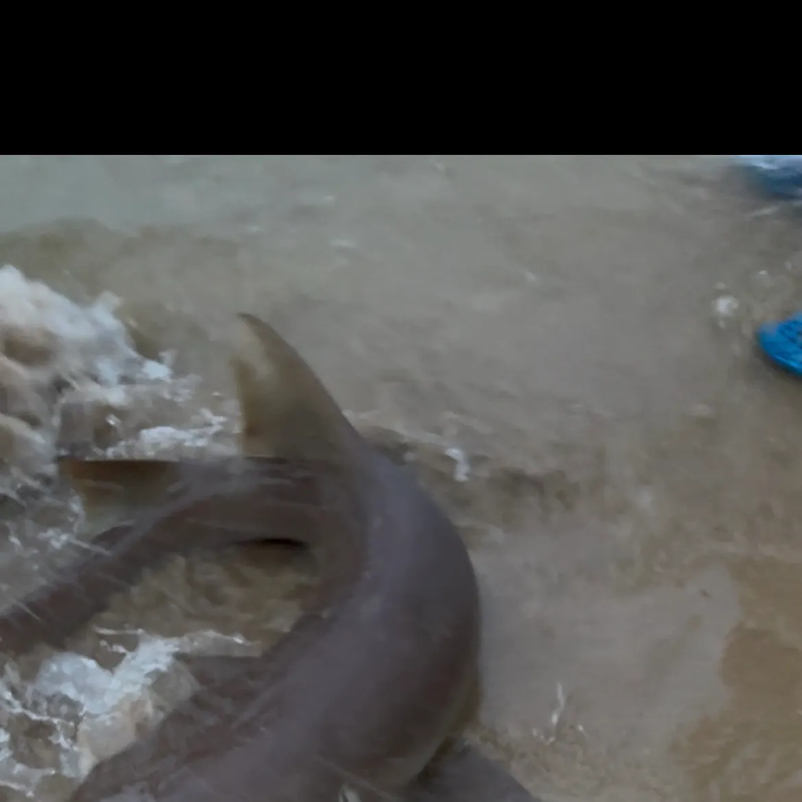 The most recent Pacific nurse shark catches on Fishbrain