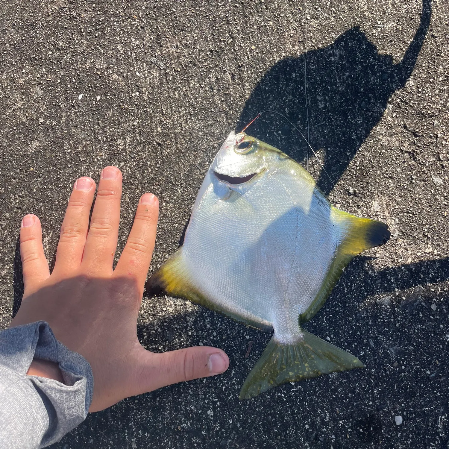 Silver moony caught on Fishbrain