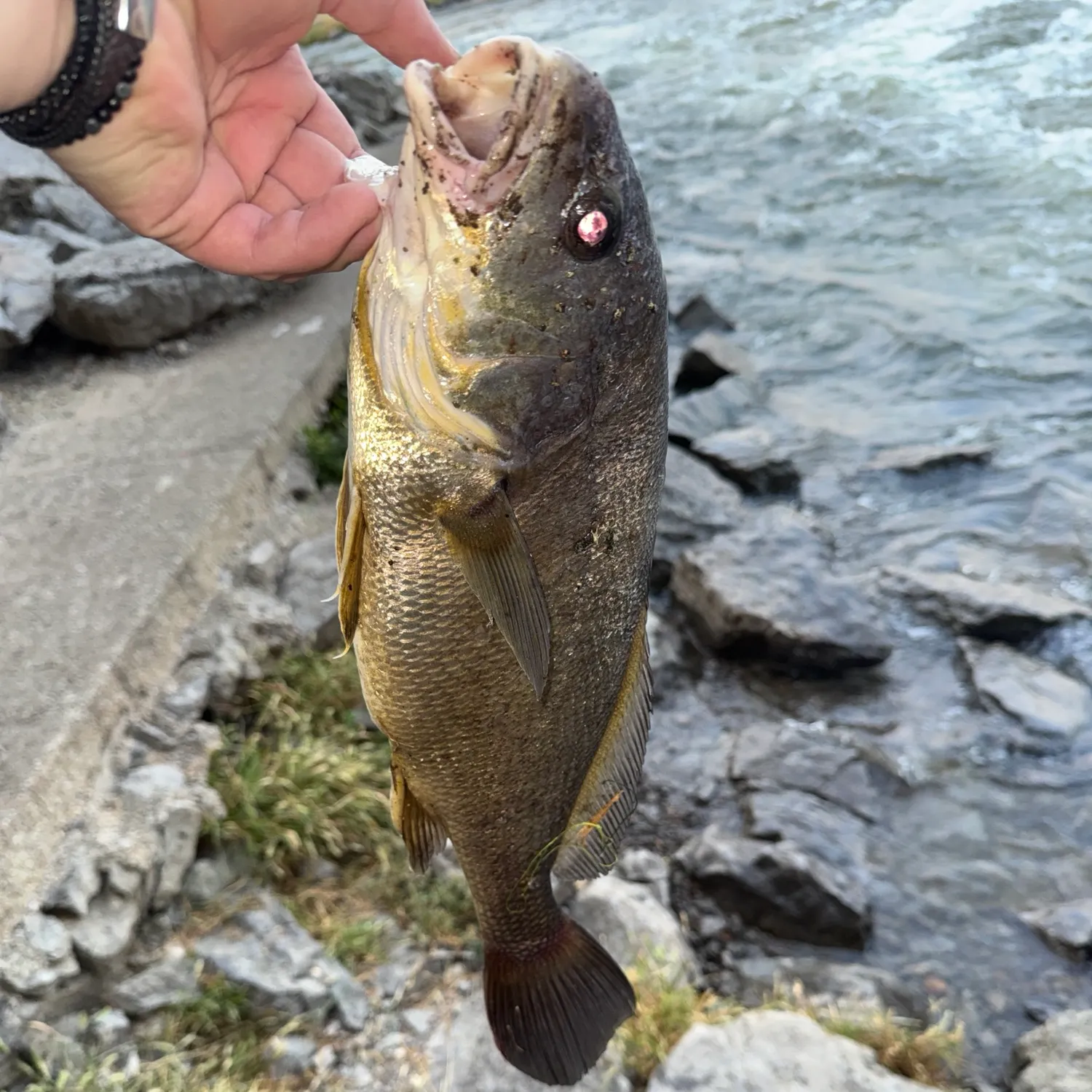 Freshwater drum caught on Fishbrain