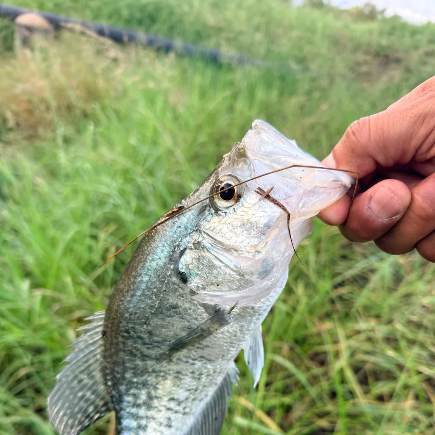 White crappie caught on Fishbrain