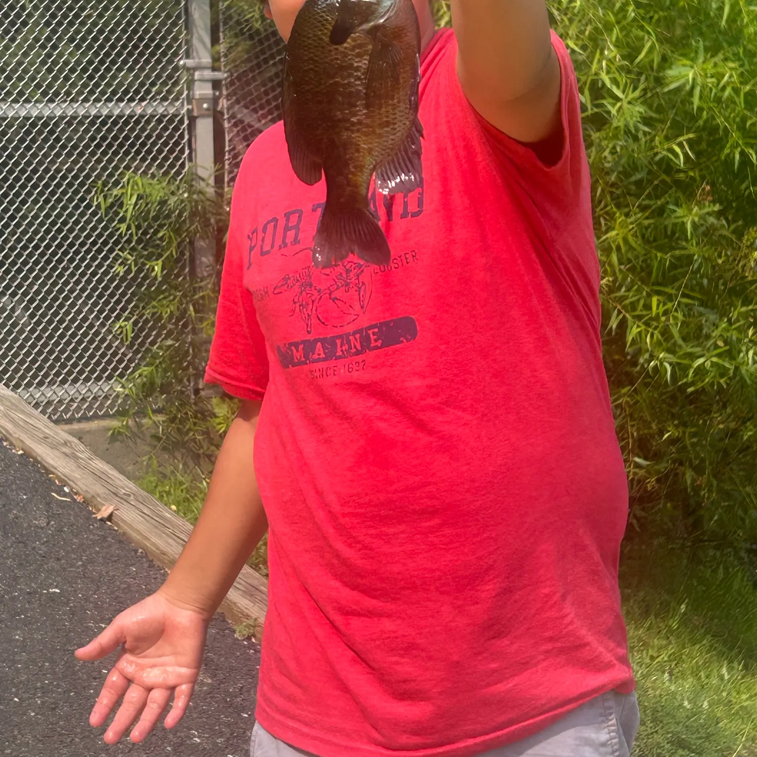 Bluegill caught on Fishbrain