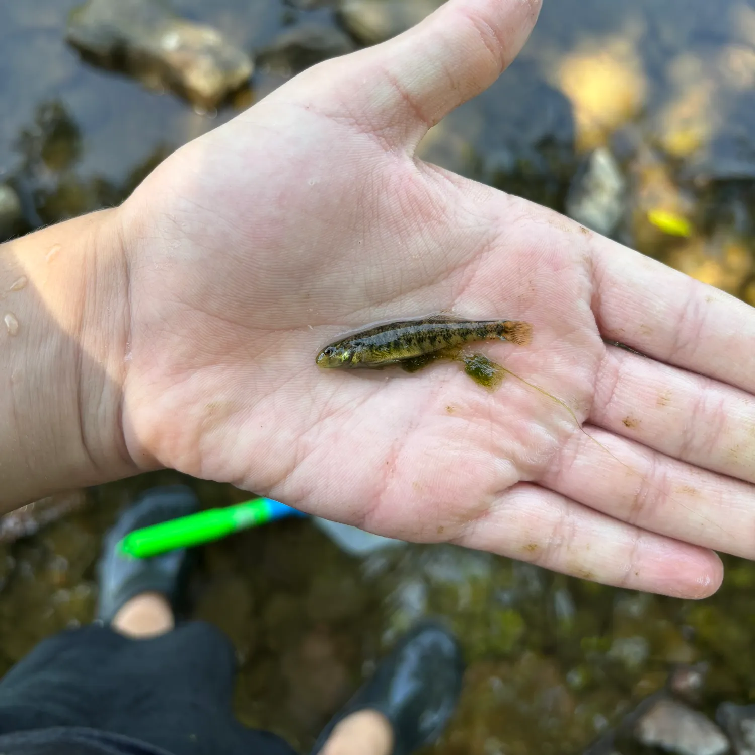 The most recent Banded darter catches on Fishbrain