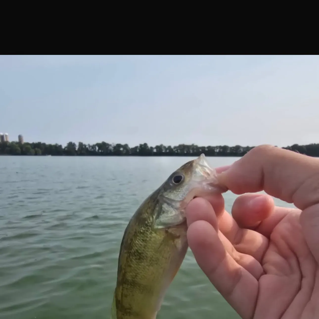 Yellow perch caught on Fishbrain