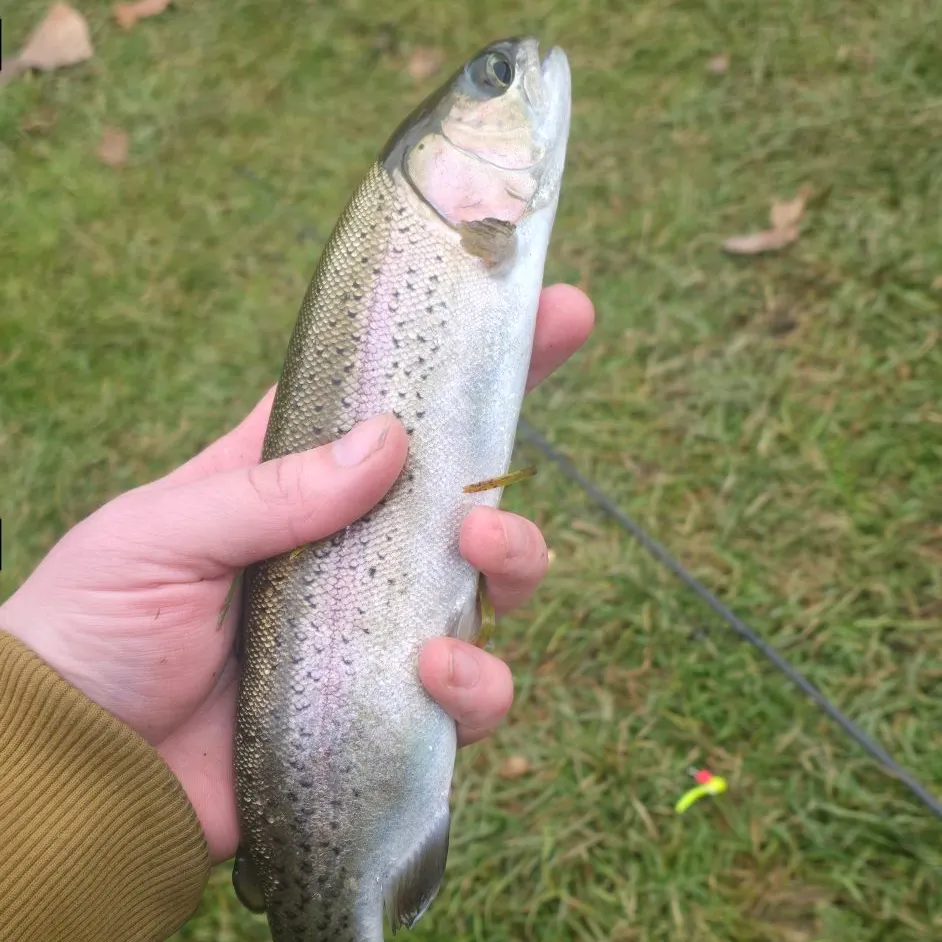 Rainbow trout caught on Fishbrain