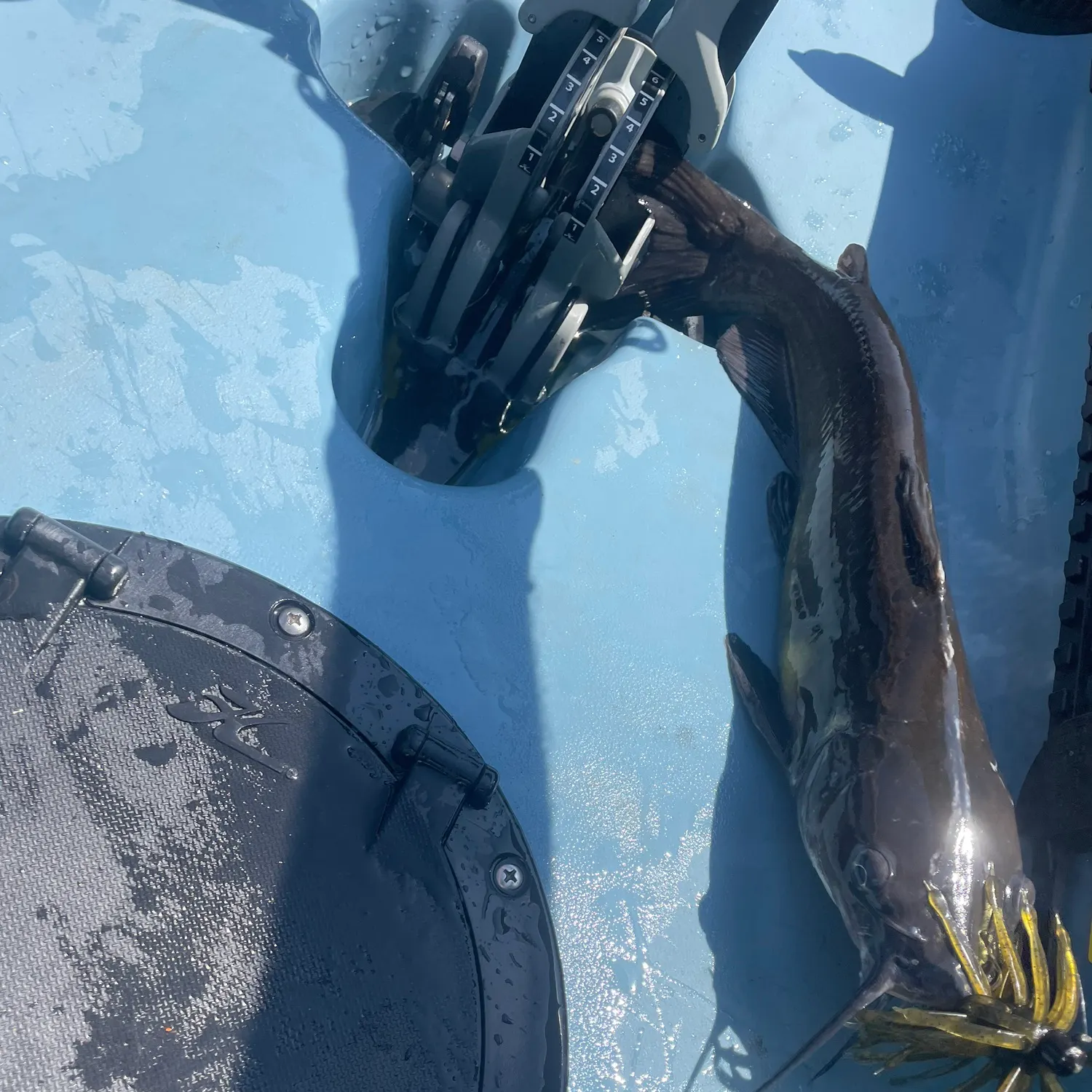 Channel catfish caught on Fishbrain