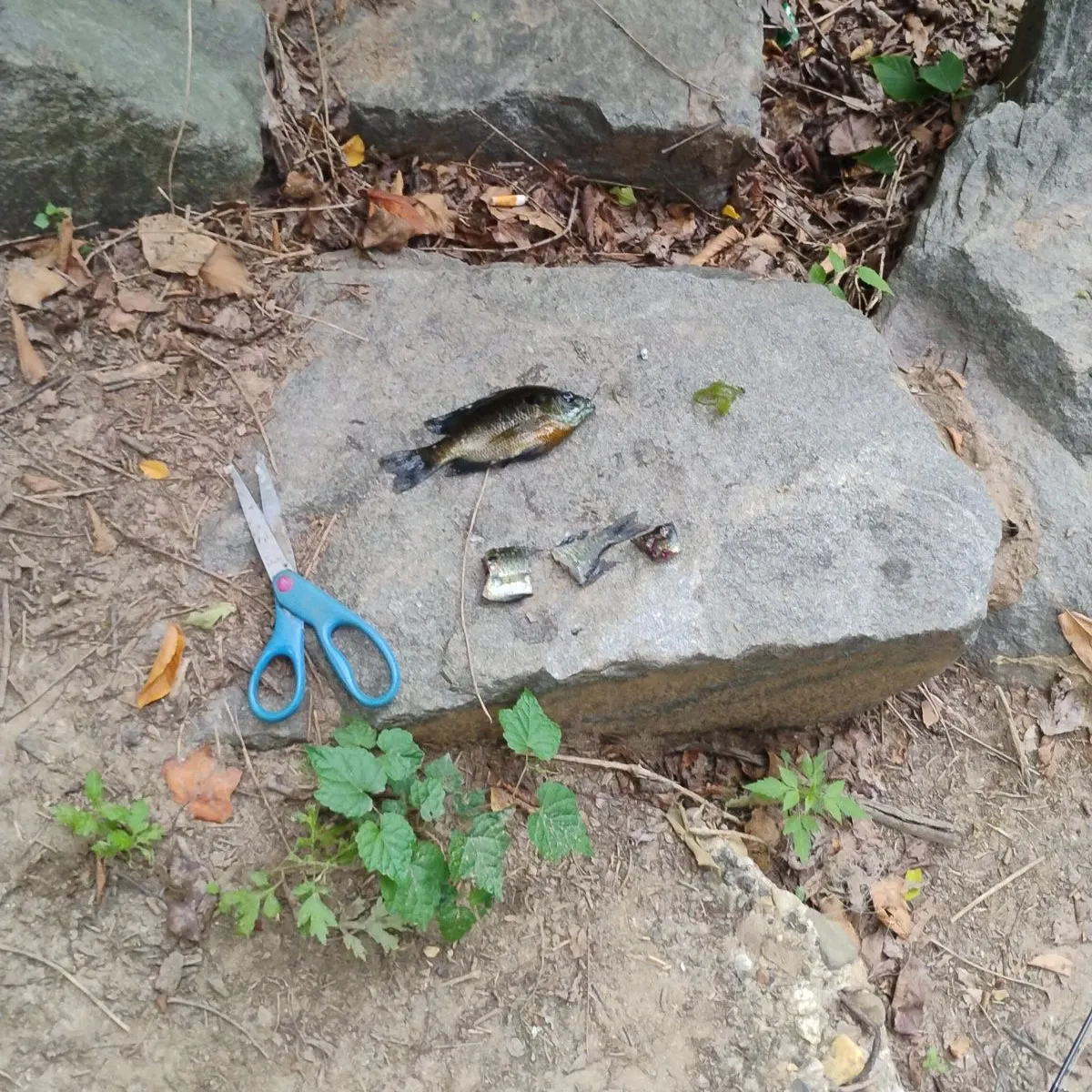 Bluegill caught on Fishbrain