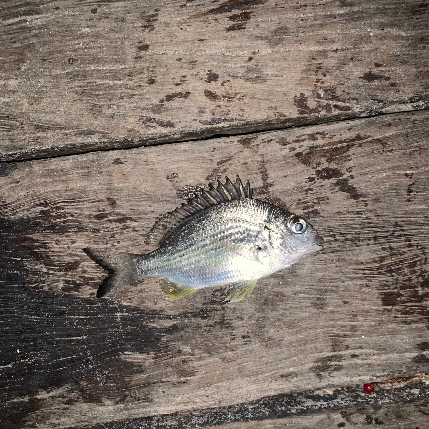 The most recent Surf bream catches on Fishbrain