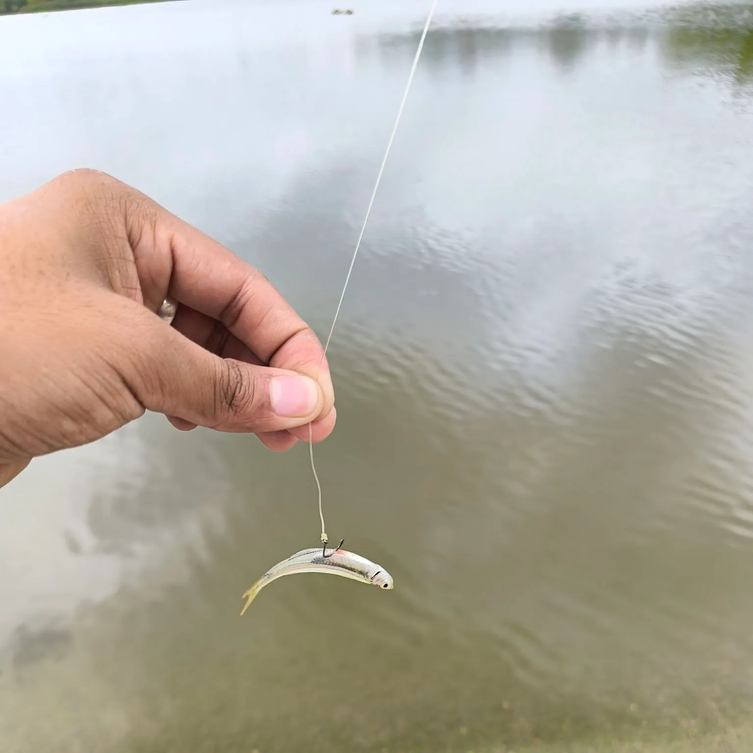 The most recent Bigeye shiner catches on Fishbrain
