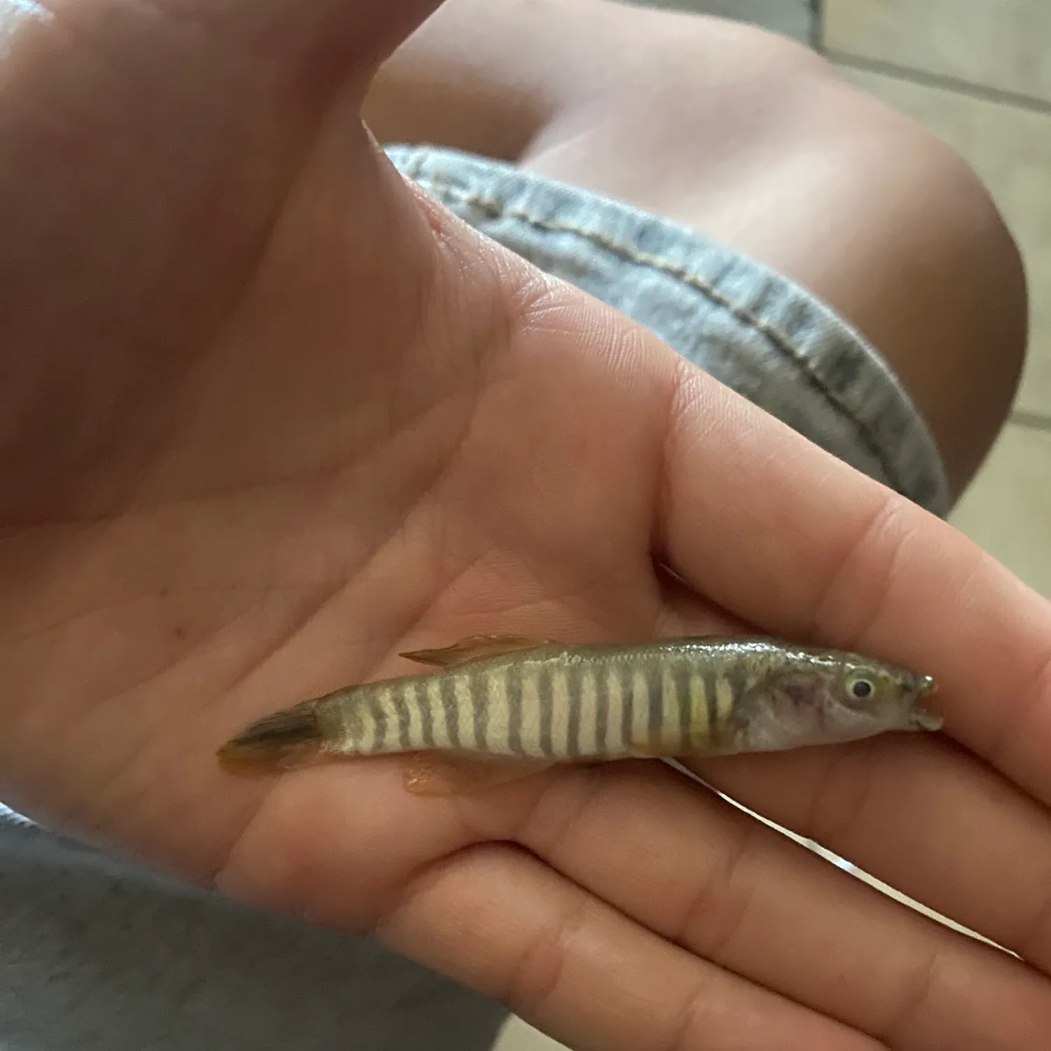 The most recent Southern plains killifish catches on Fishbrain