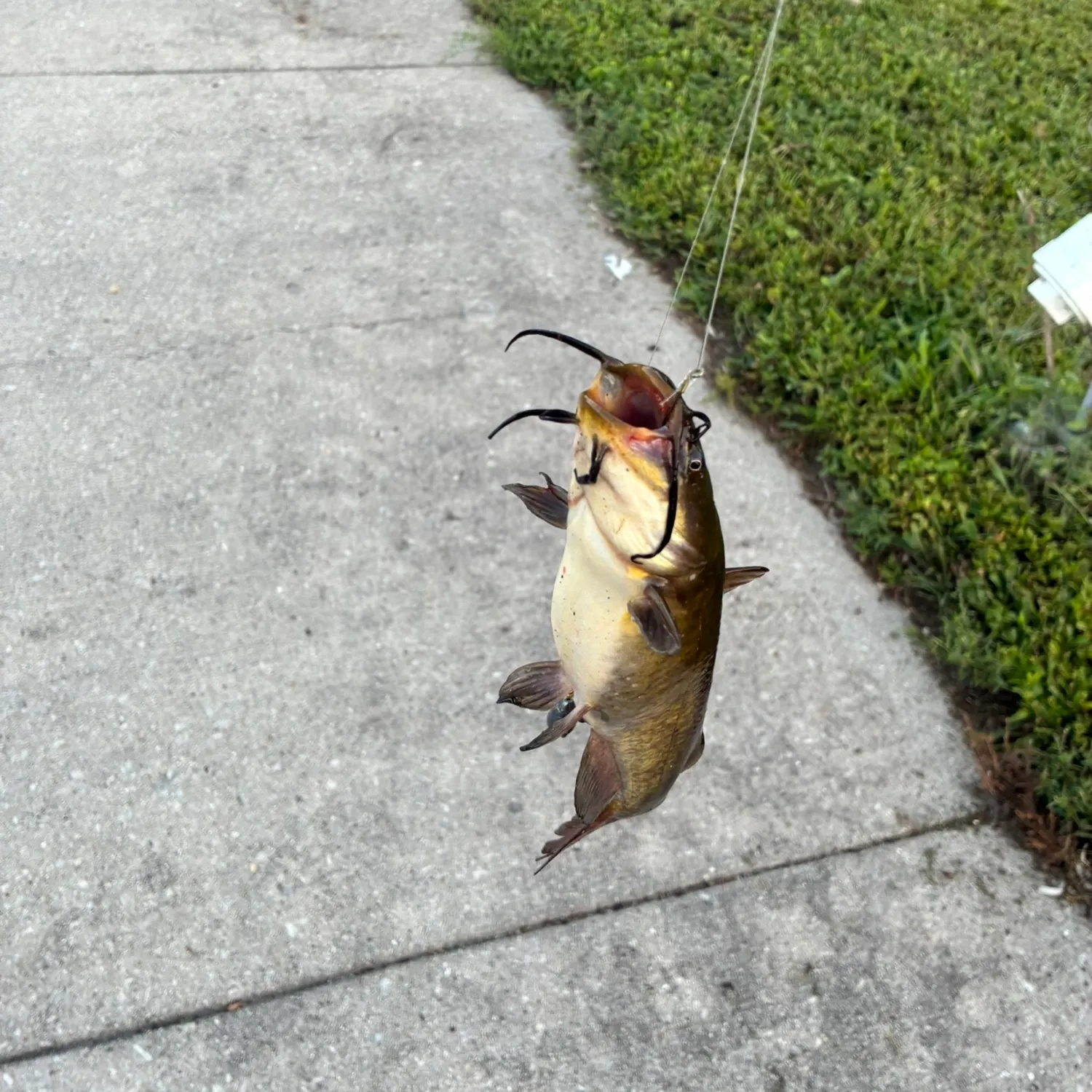 Yellow bullhead caught on Fishbrain