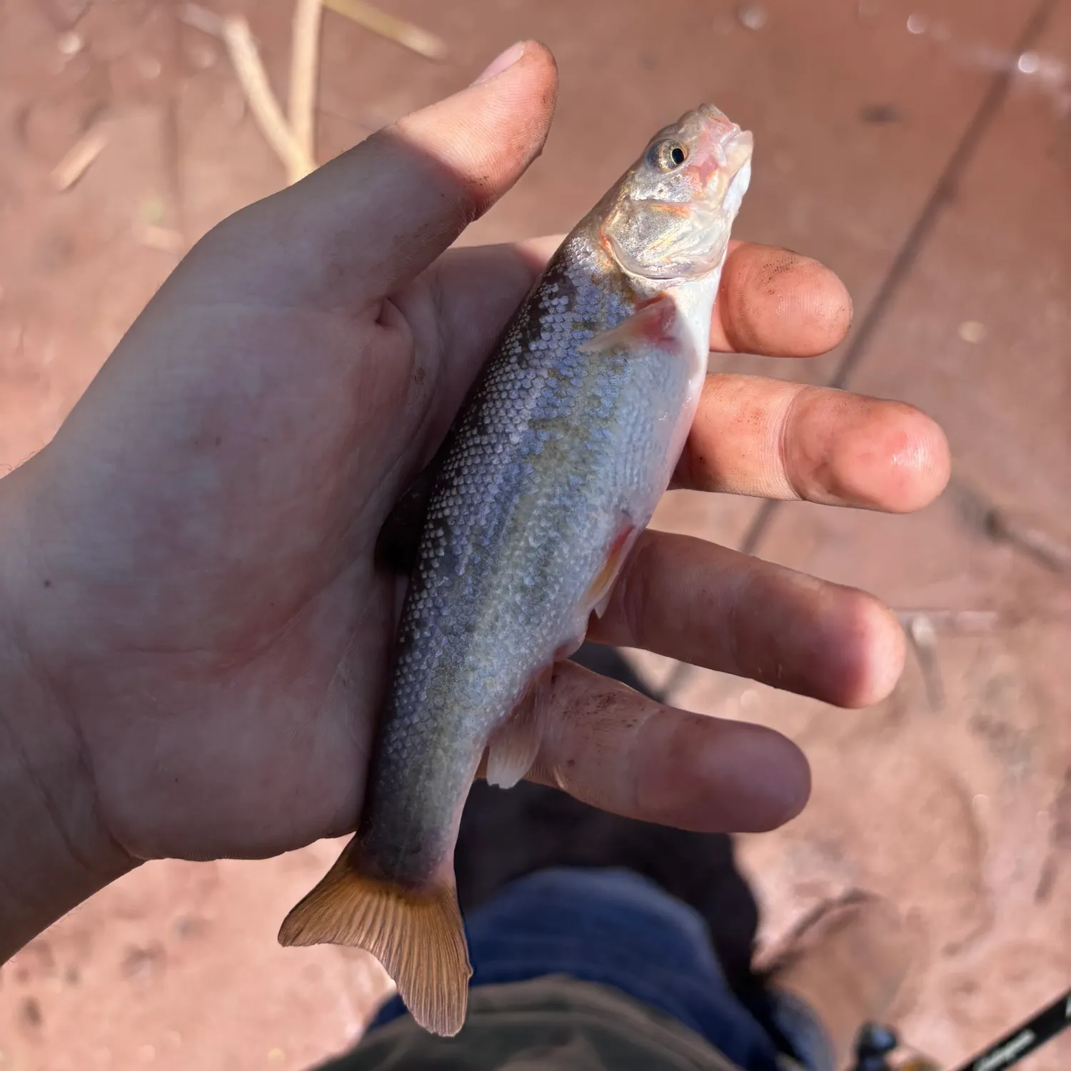 The most recent Rio Grande chub catches on Fishbrain