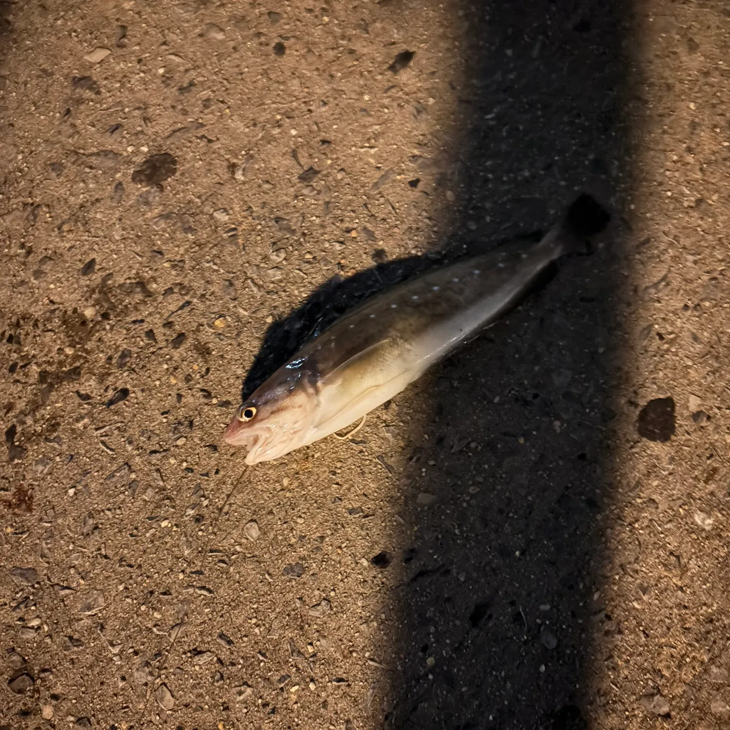 Spotted hake caught on Fishbrain