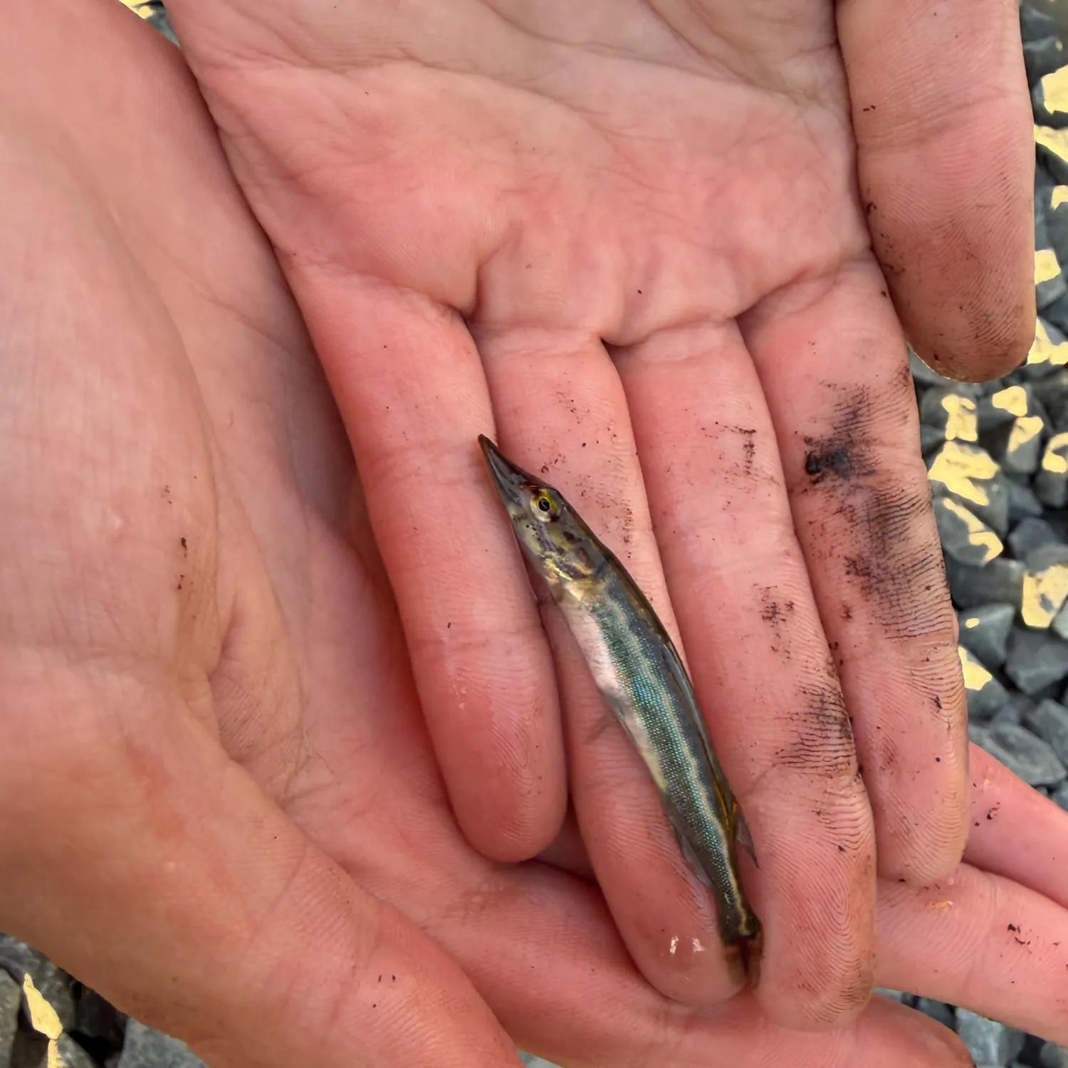 The most recent Chain pickerel catches on Fishbrain