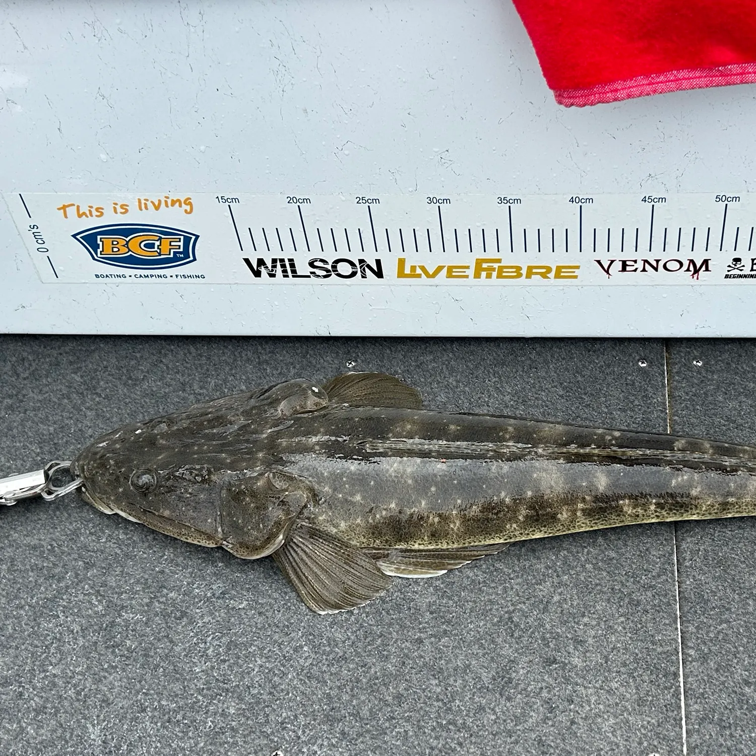 Dusky flathead caught on Fishbrain