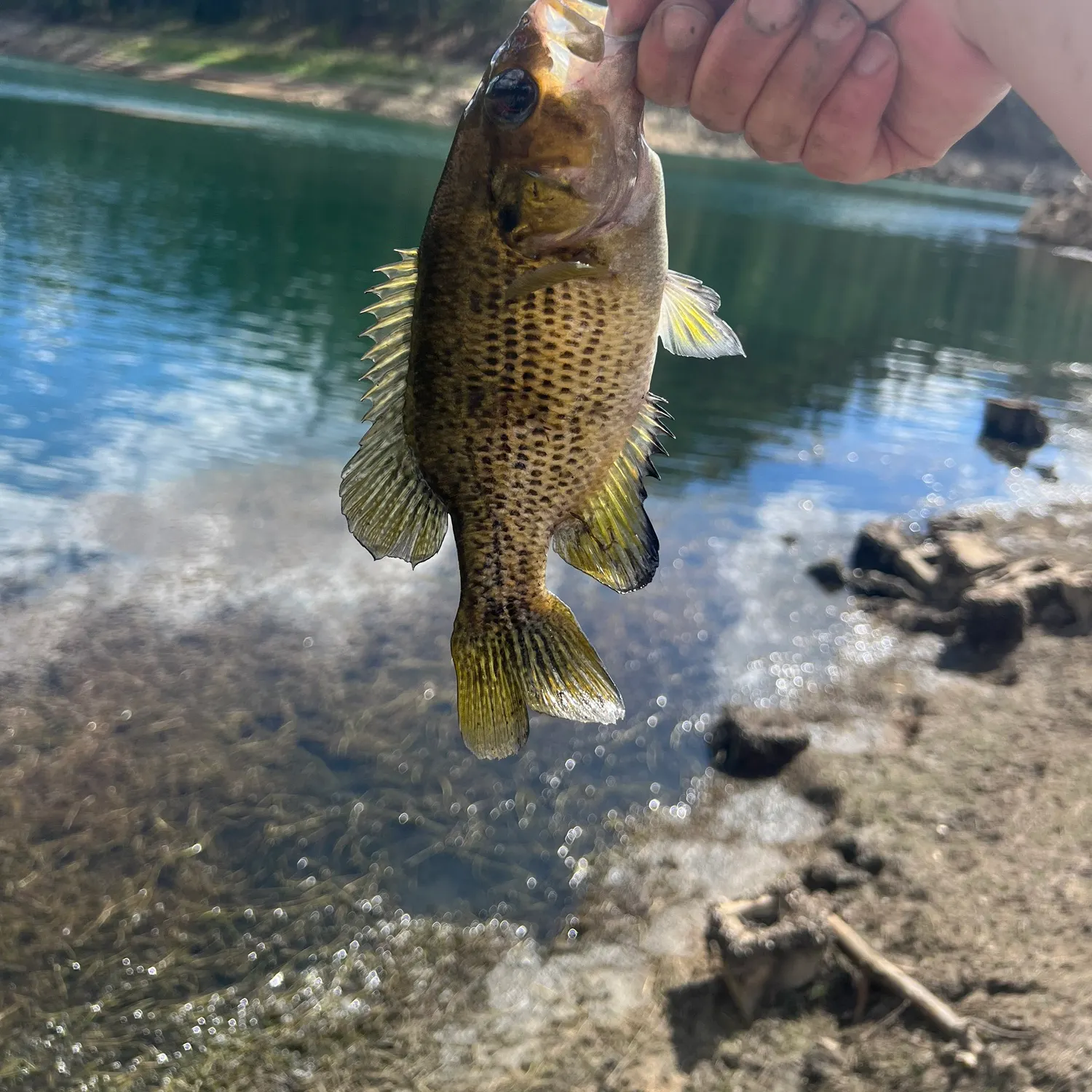 Rock bass caught on Fishbrain