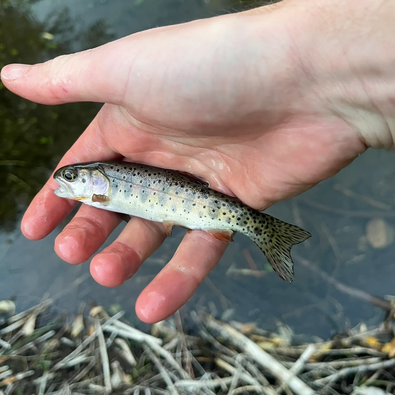 The most recent Bonneville cutthroat trout catches on Fishbrain