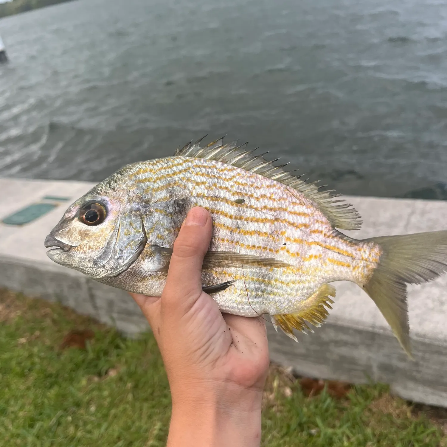 The most recent Western Atlantic seabream catches on Fishbrain