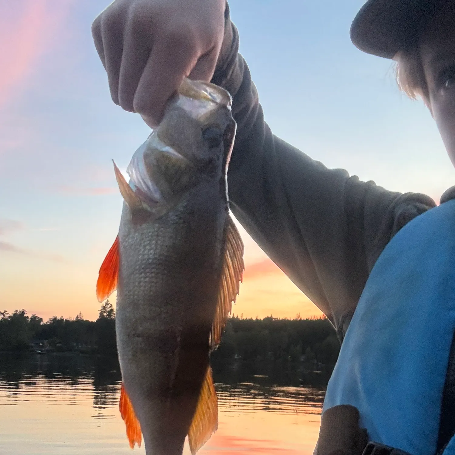 European perch caught on Fishbrain