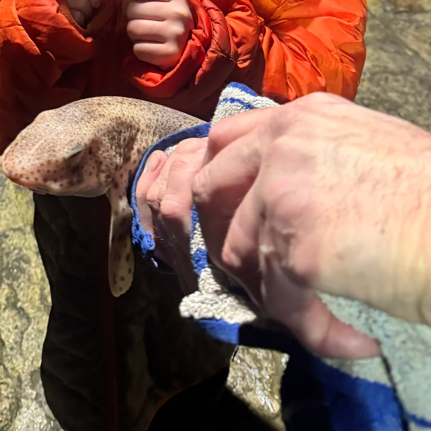 The most recent Nursehound catches on Fishbrain