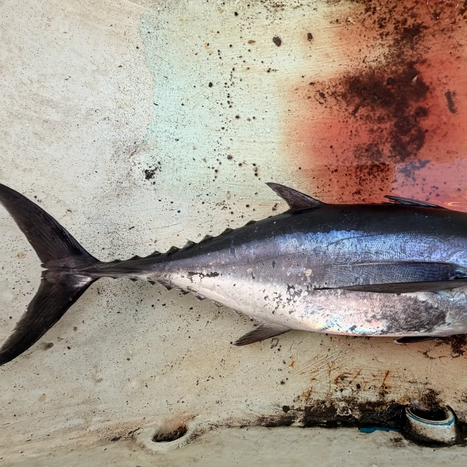 Fish caught on Fishbrain