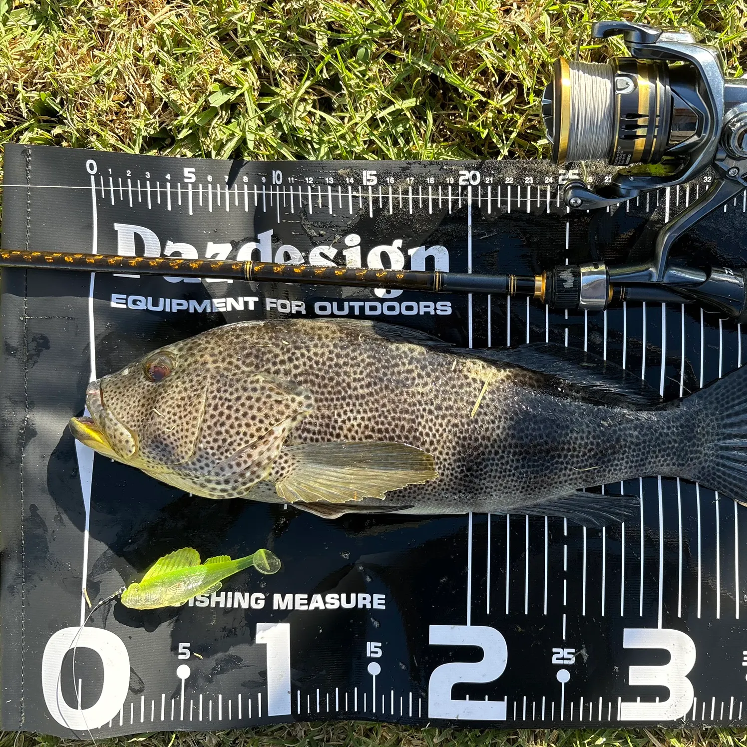 Spotted sand bass caught on Fishbrain