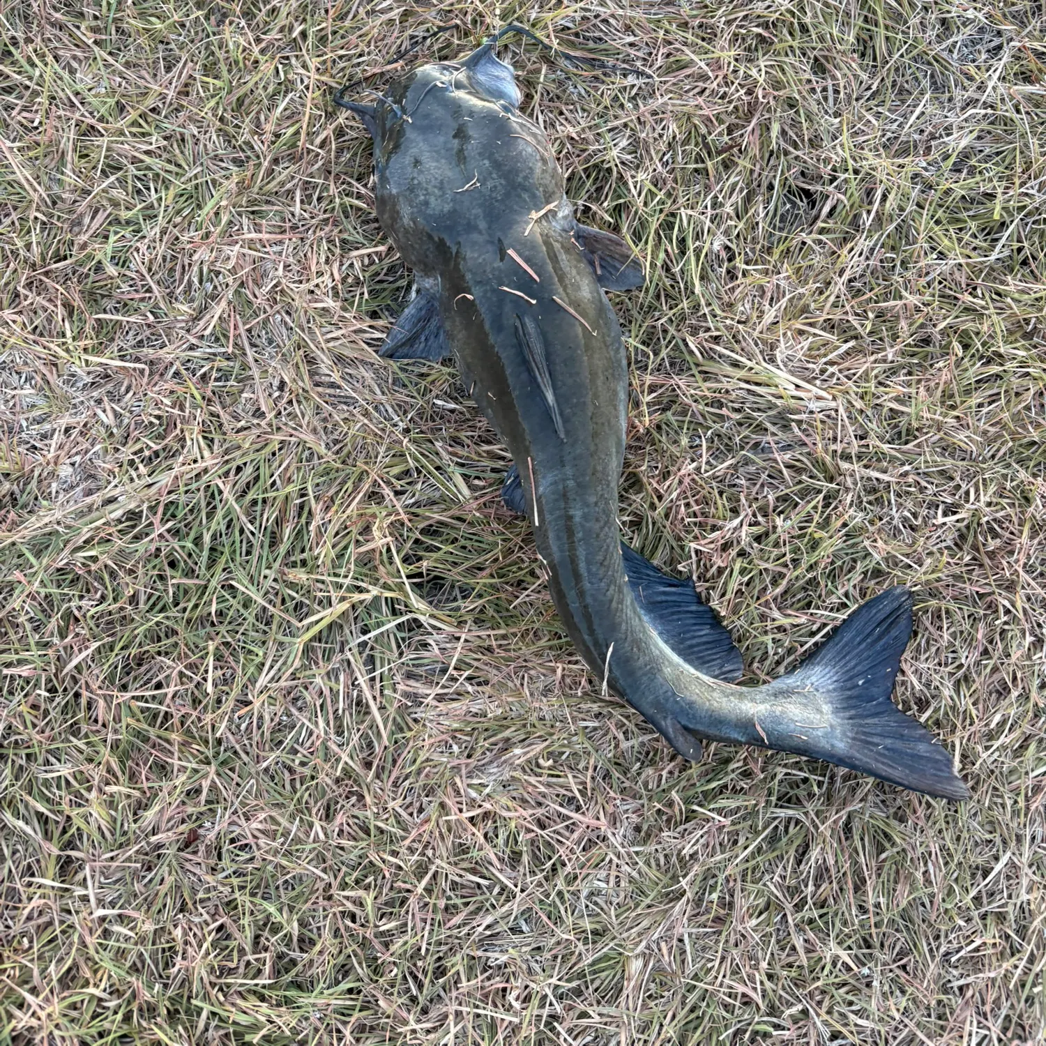 Channel catfish caught on Fishbrain