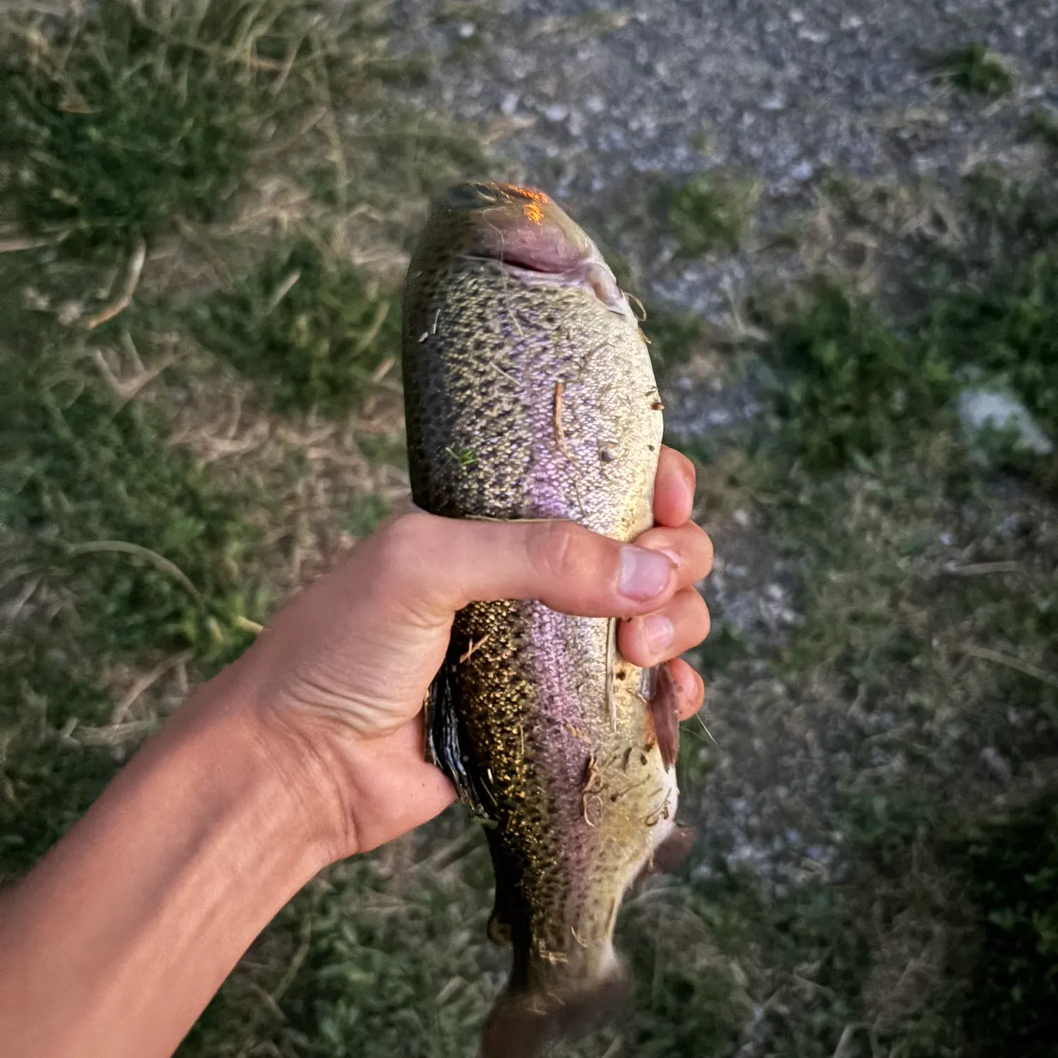 Rainbow trout caught on Fishbrain