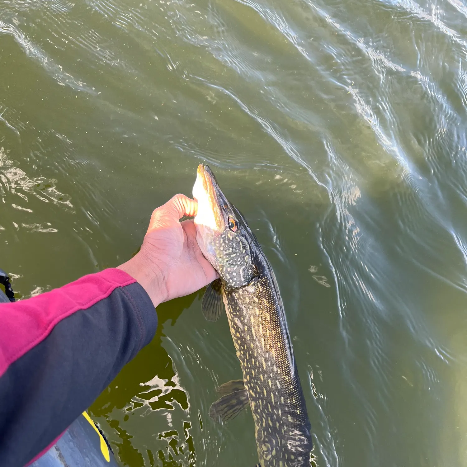 Northern pike caught on Fishbrain