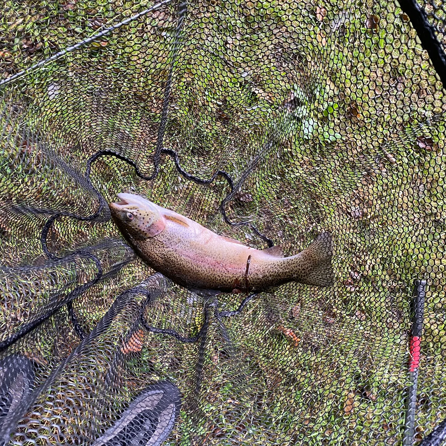 Rainbow trout caught on Fishbrain