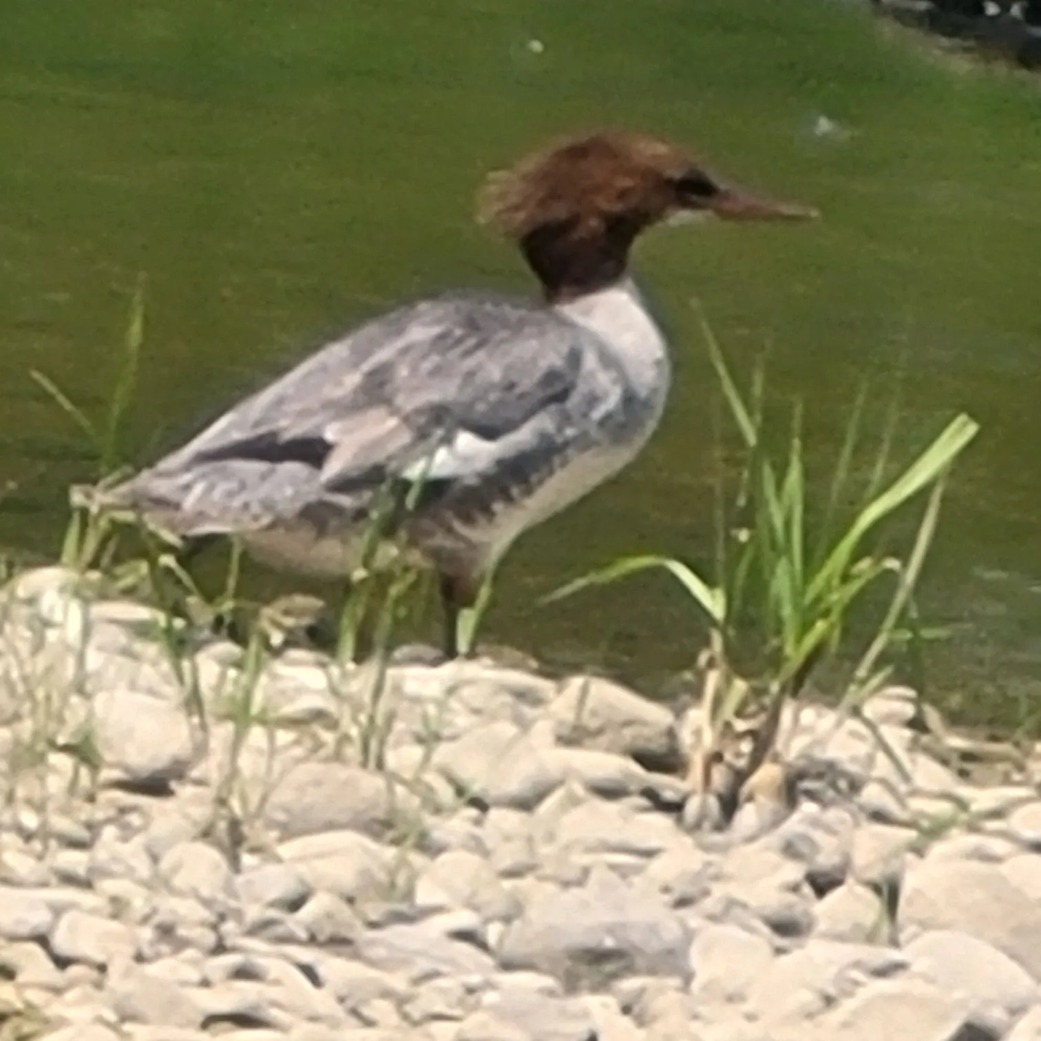 The most recent Spotted eagle ray catches on Fishbrain